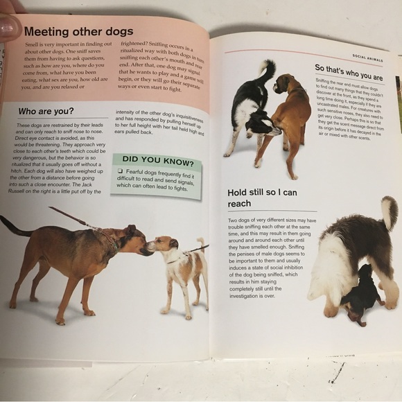 Book What is my dog thinking? The essential guide to pet behavior Gwen B… - Picture 6 of 11